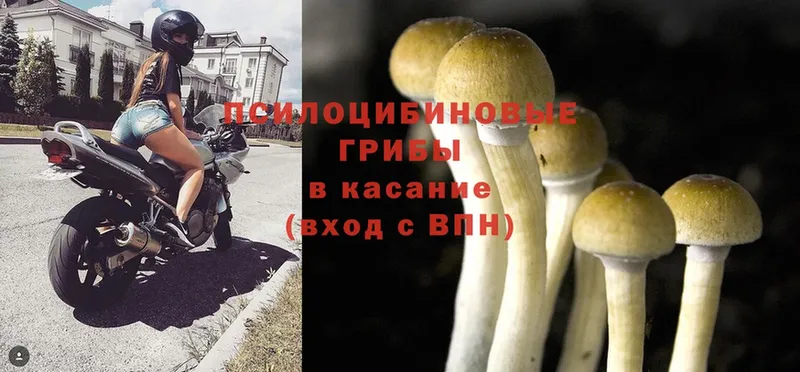 Галлюциногенные грибы Magic Shrooms Тобольск